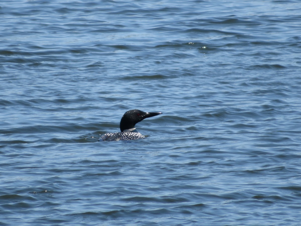 Common Loon - ML445494761