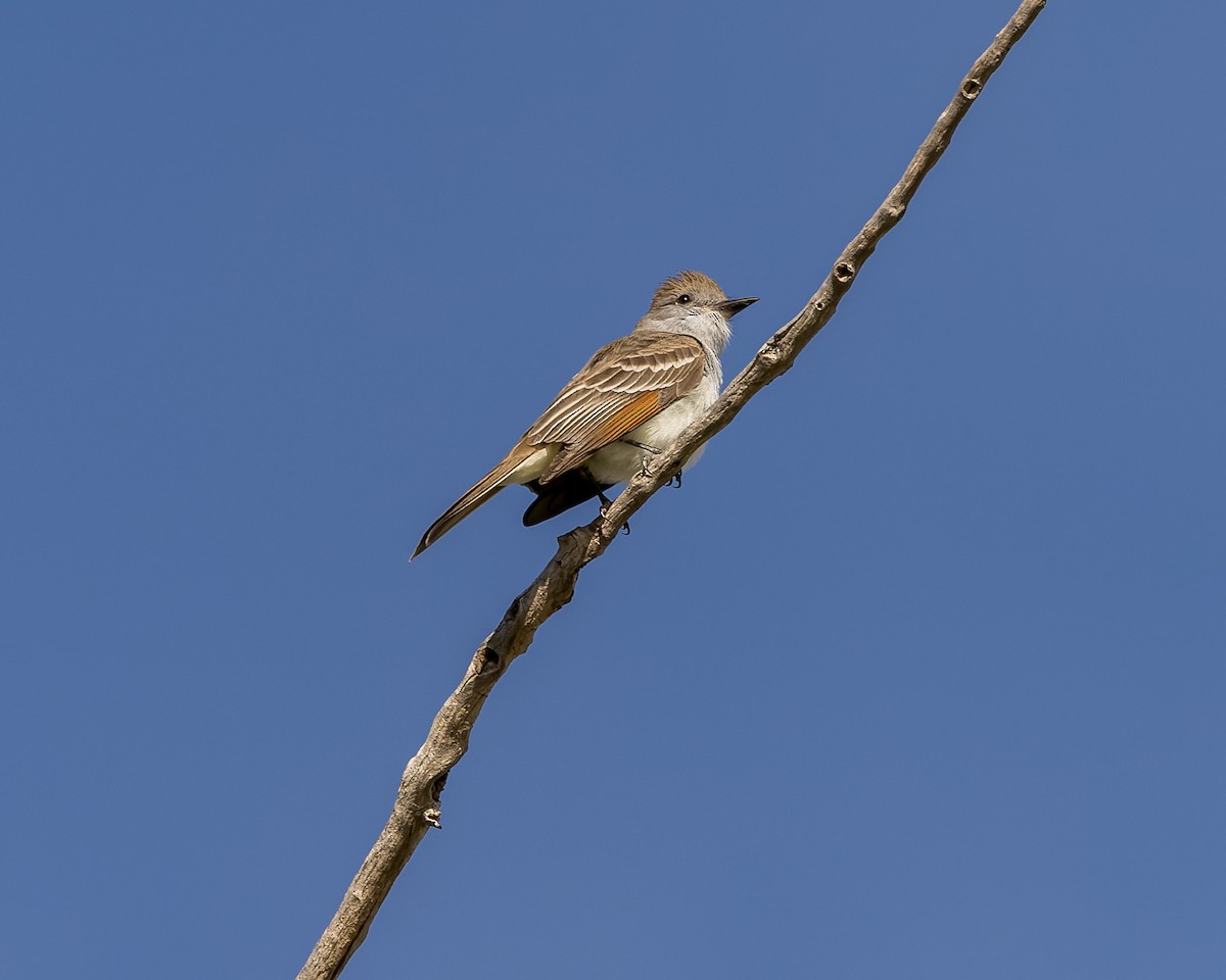 Ash-throated Flycatcher - ML445495611