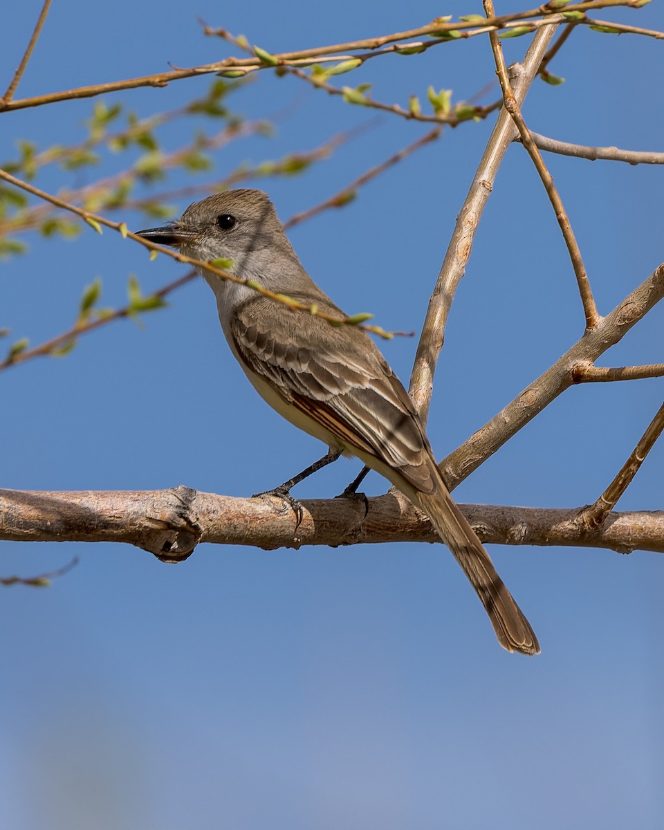 Ash-throated Flycatcher - ML445495621