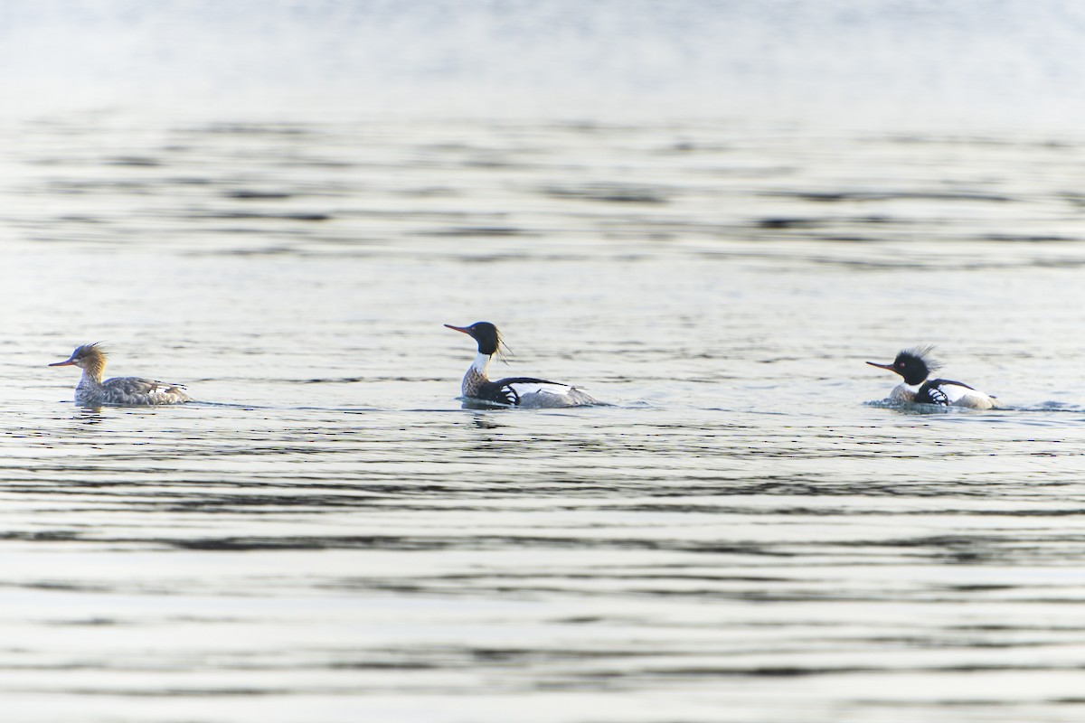 Red-breasted Merganser - ML445496011