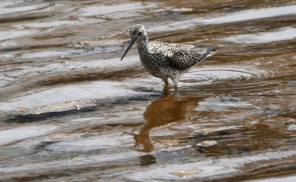 Greater Yellowlegs - ML445496171