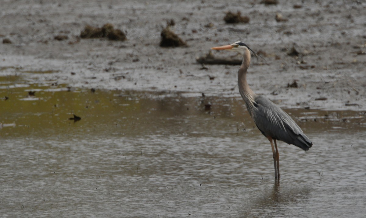 Garza Azulada - ML445496281