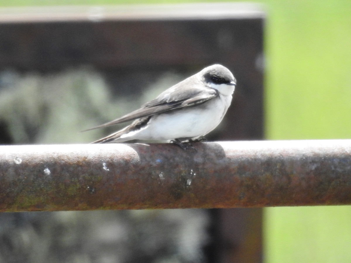 Tree Swallow - ML445496351