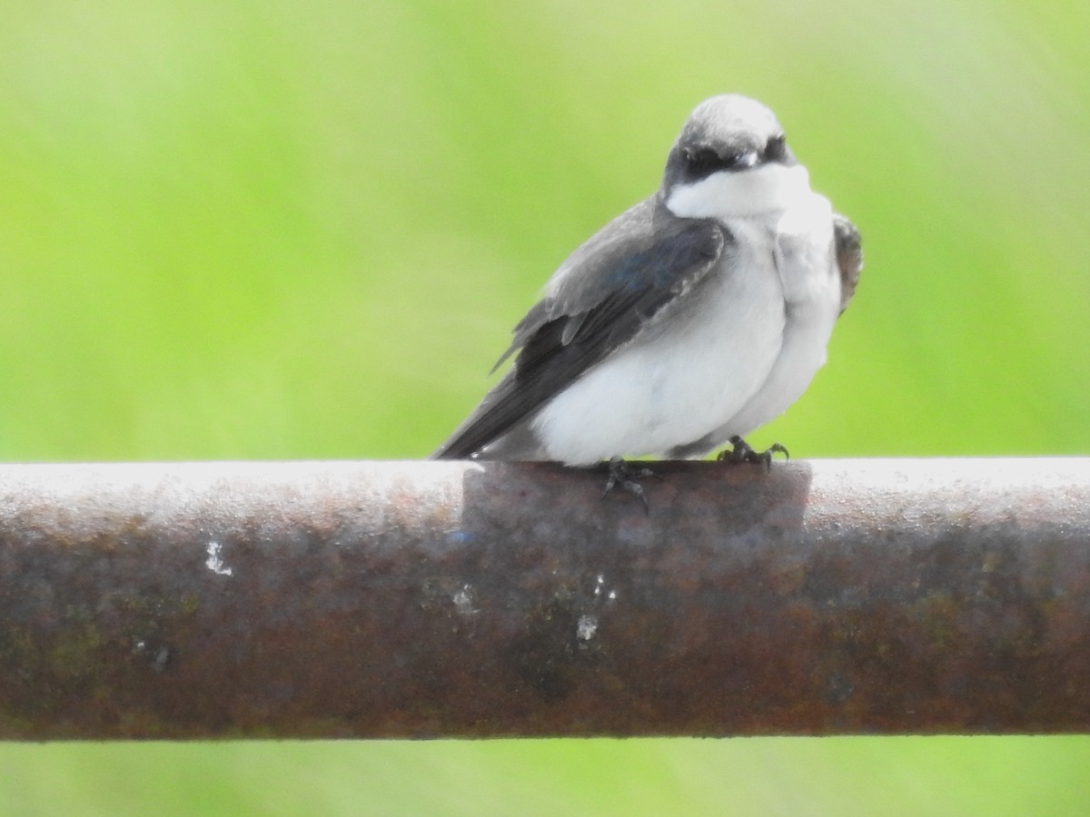 Tree Swallow - ML445496391
