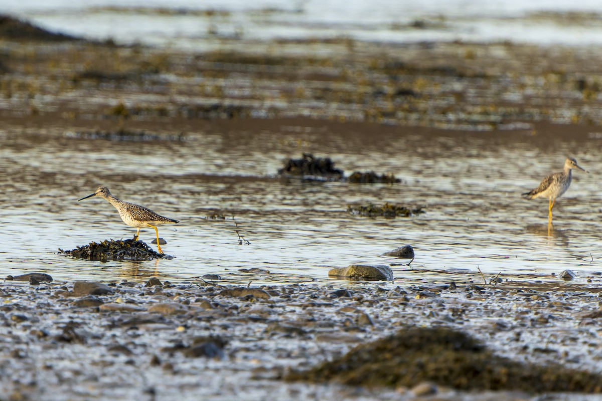 Greater Yellowlegs - ML445496431