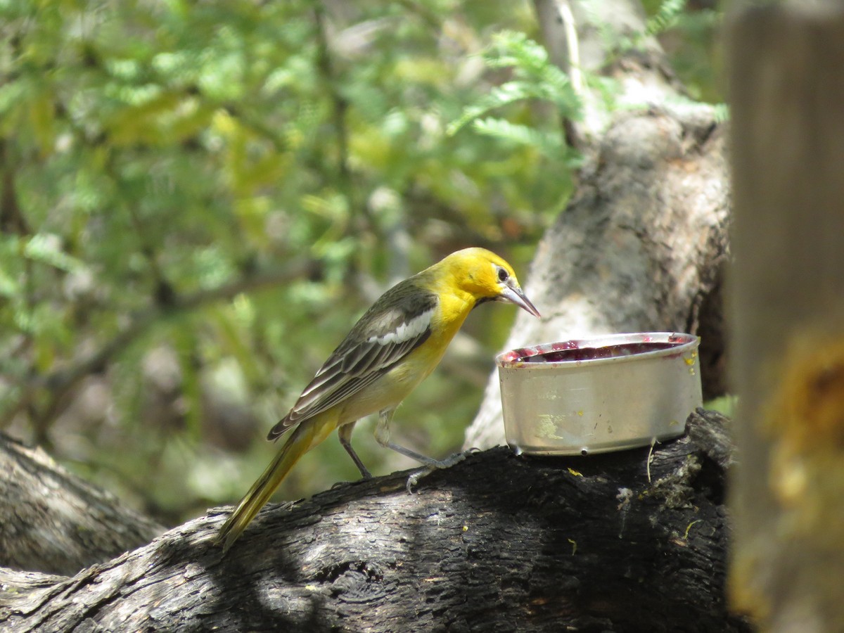 Oriole de Bullock - ML445497191