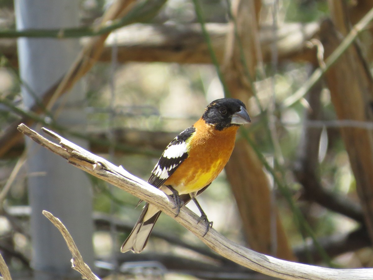 Black-headed Grosbeak - ML445497571