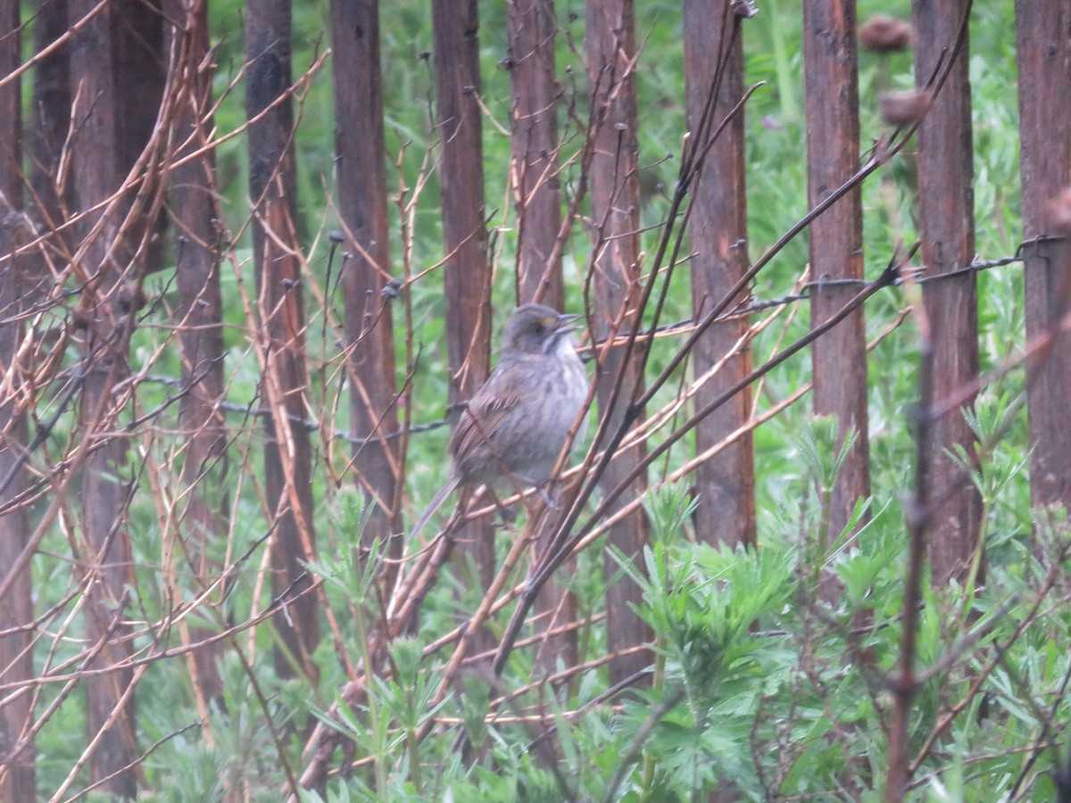 Seaside Sparrow - ML445498991