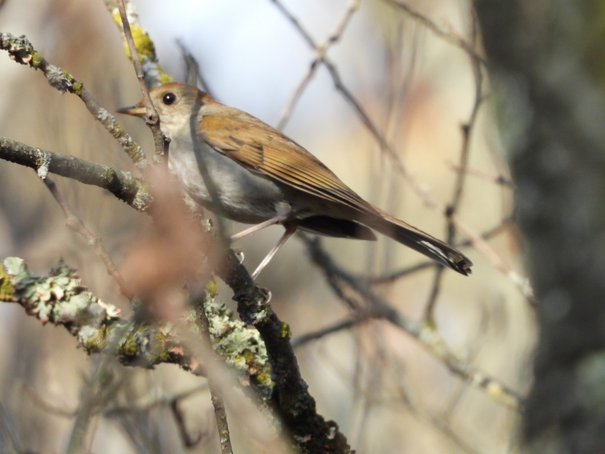 Russet Nightingale-Thrush - ML445499041