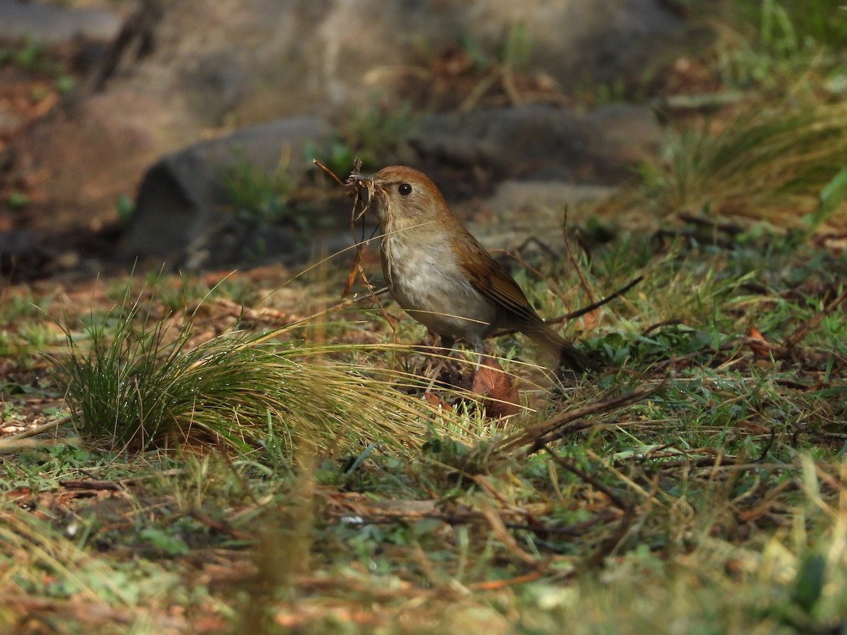 Braunkopf-Musendrossel - ML445499231