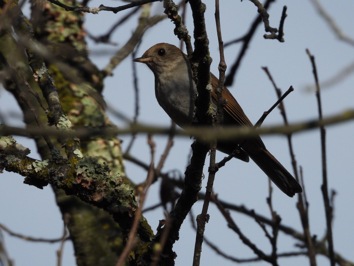 Braunkopf-Musendrossel - ML445499381