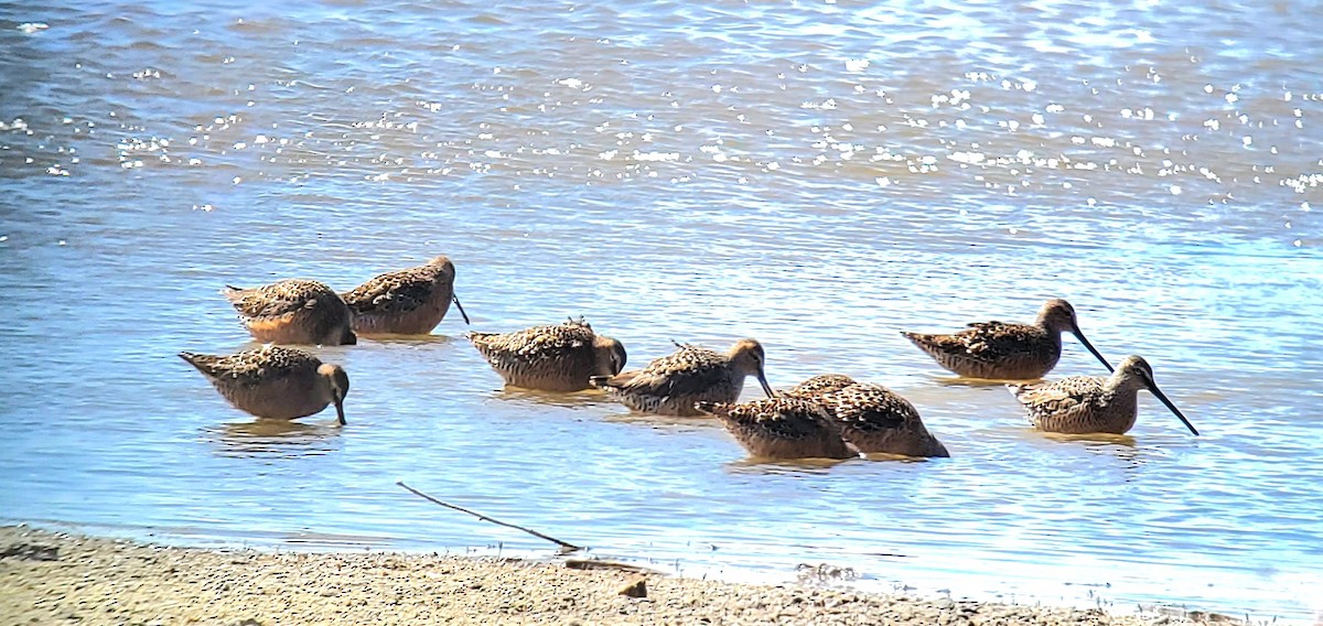 Long-billed Dowitcher - ML445500841