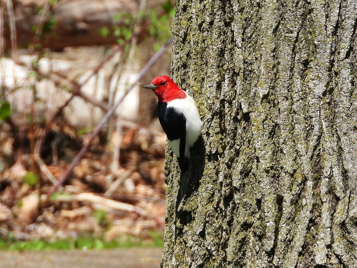 Red-headed Woodpecker - Danielle Squire