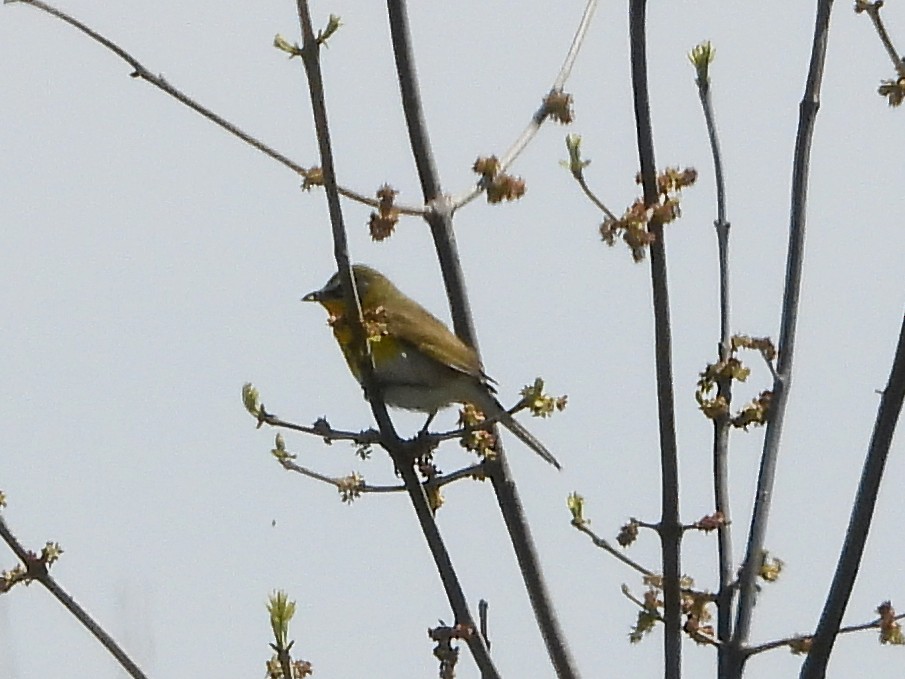 Yellow-breasted Chat - Danielle Squire