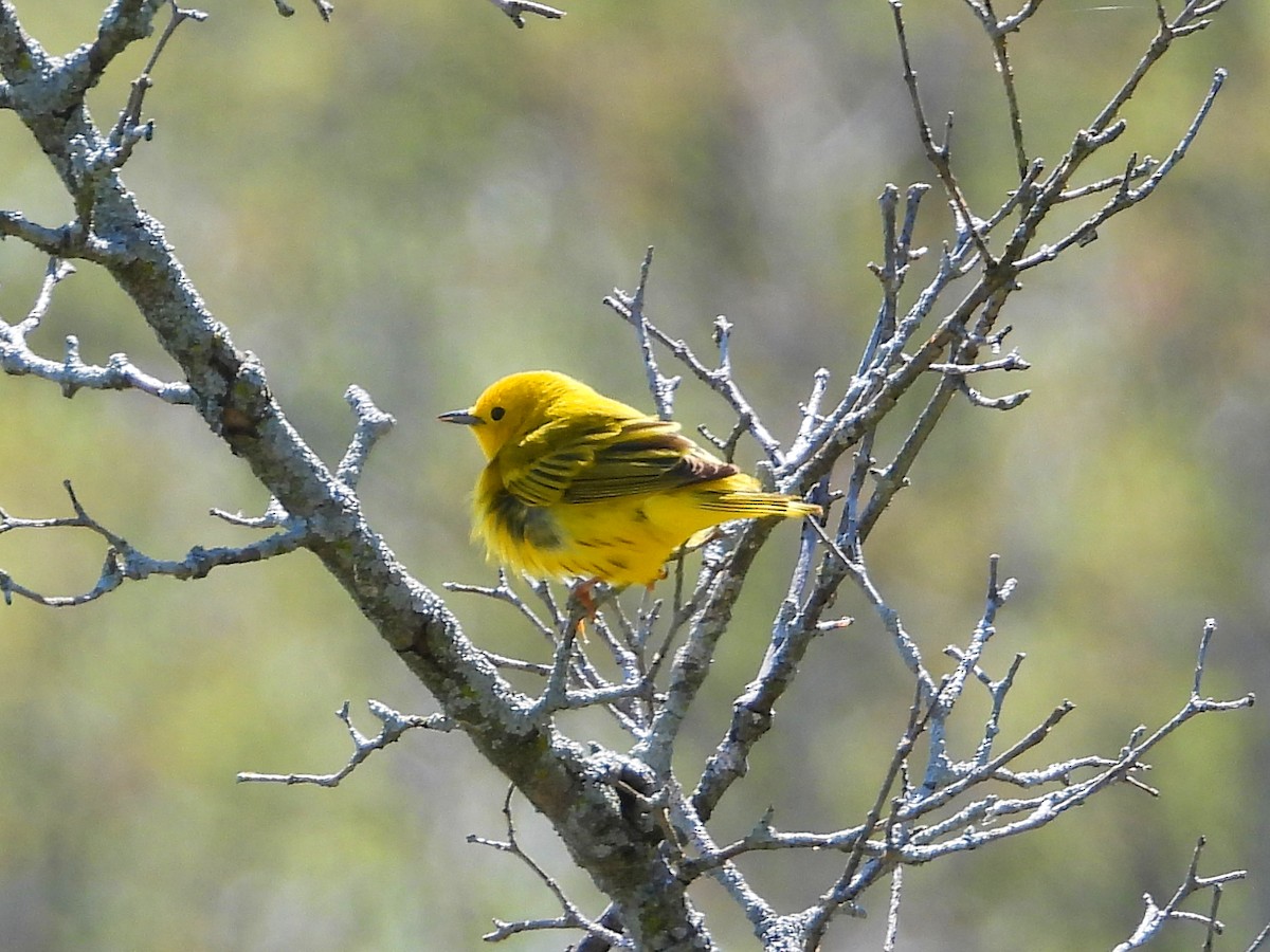 Yellow Warbler - Danielle Squire