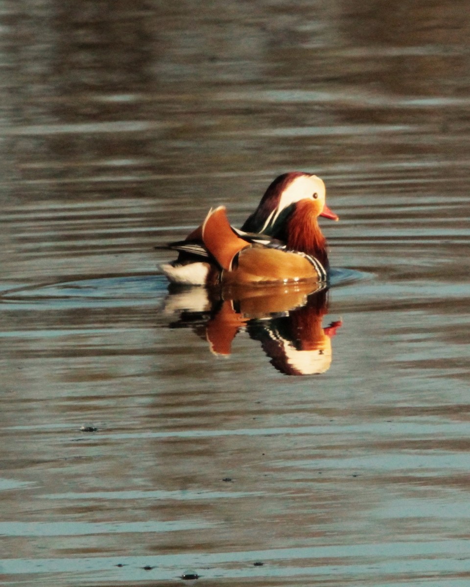 鴛鴦 - ML445502451