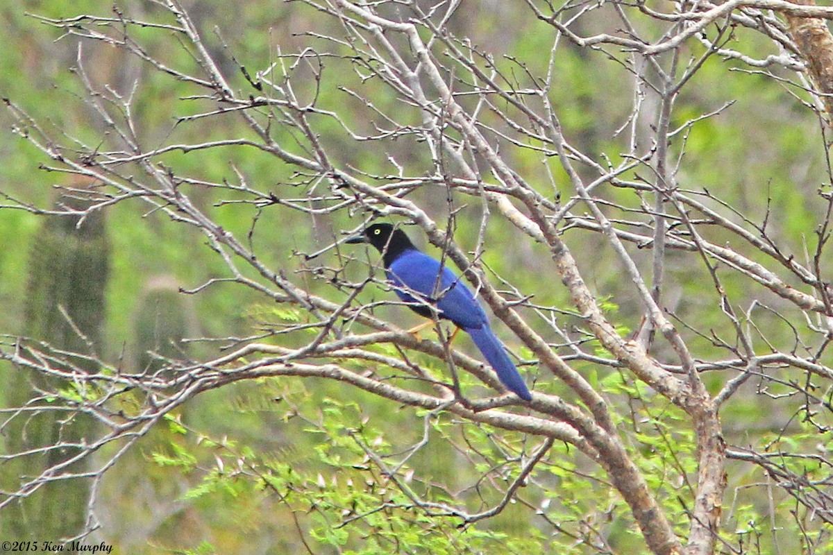 Purplish-backed Jay - ML44550271