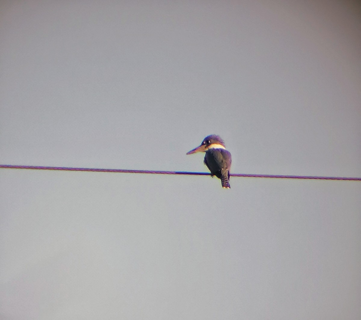 Belted Kingfisher - ML445503161