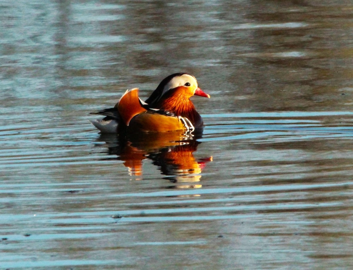 鴛鴦 - ML445503321