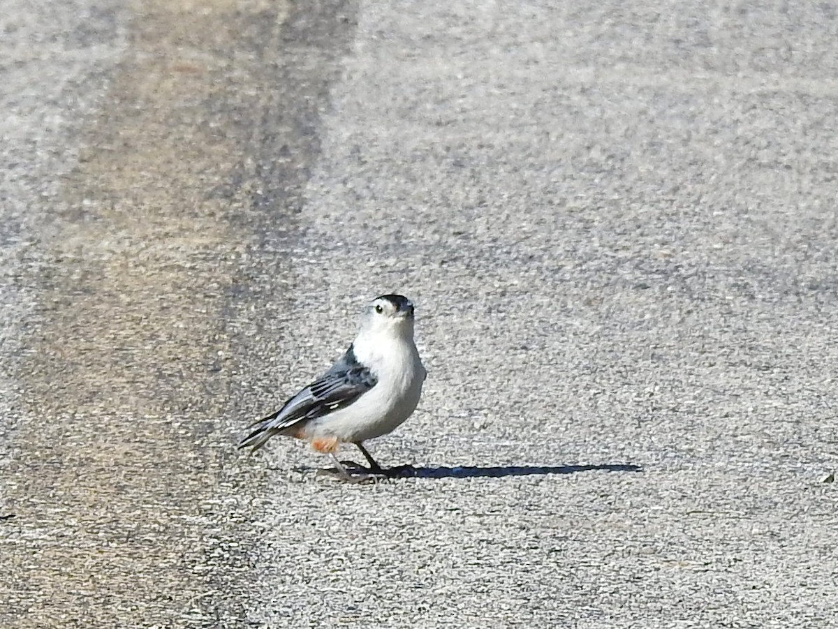 White-breasted Nuthatch - ML445504071