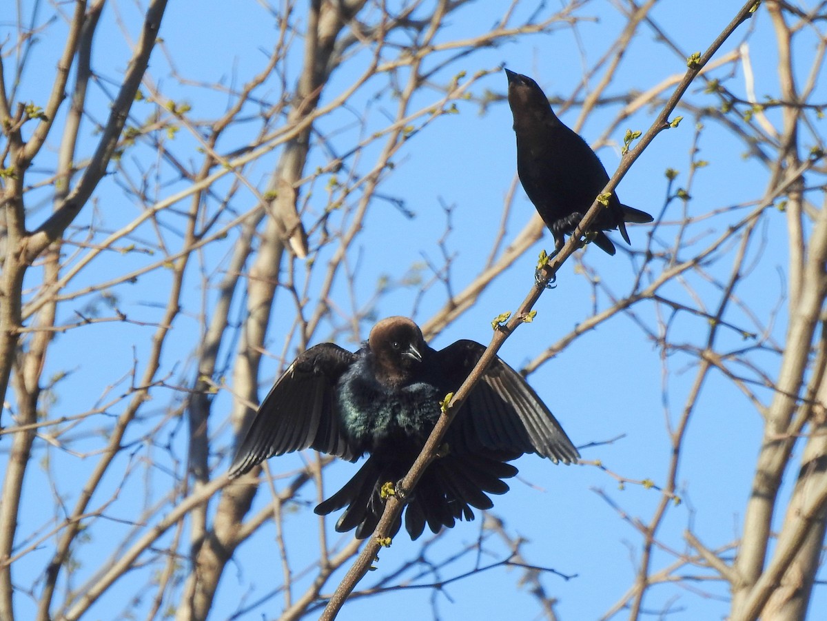 Brown-headed Cowbird - ML445504181