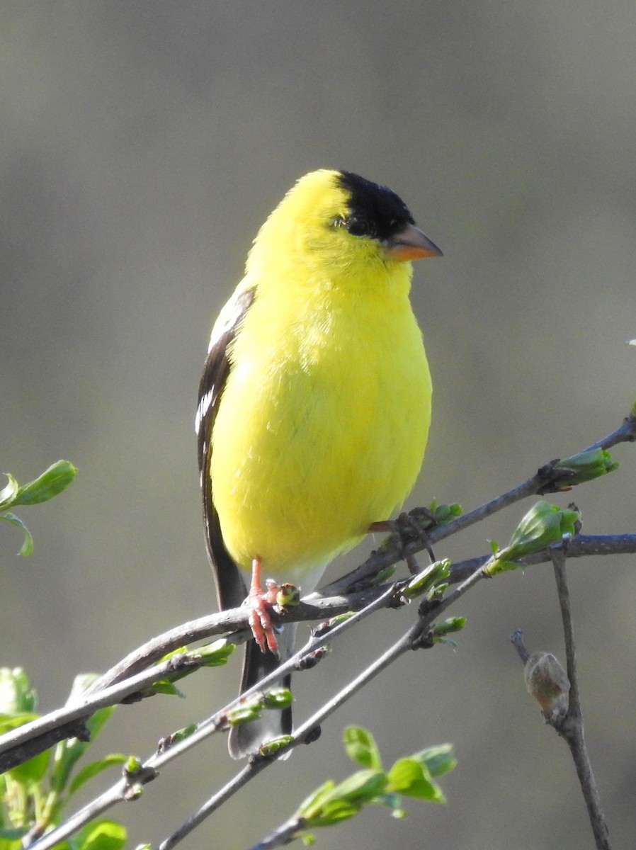 American Goldfinch - ML445504301