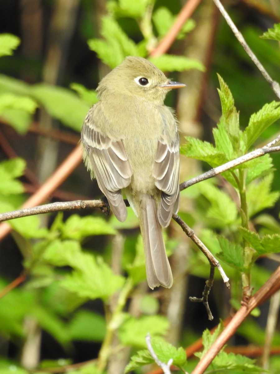 Western Flycatcher (Pacific-slope) - Tina Toth