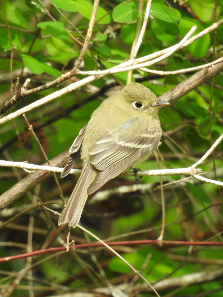 Western Flycatcher (Pacific-slope) - ML445505731