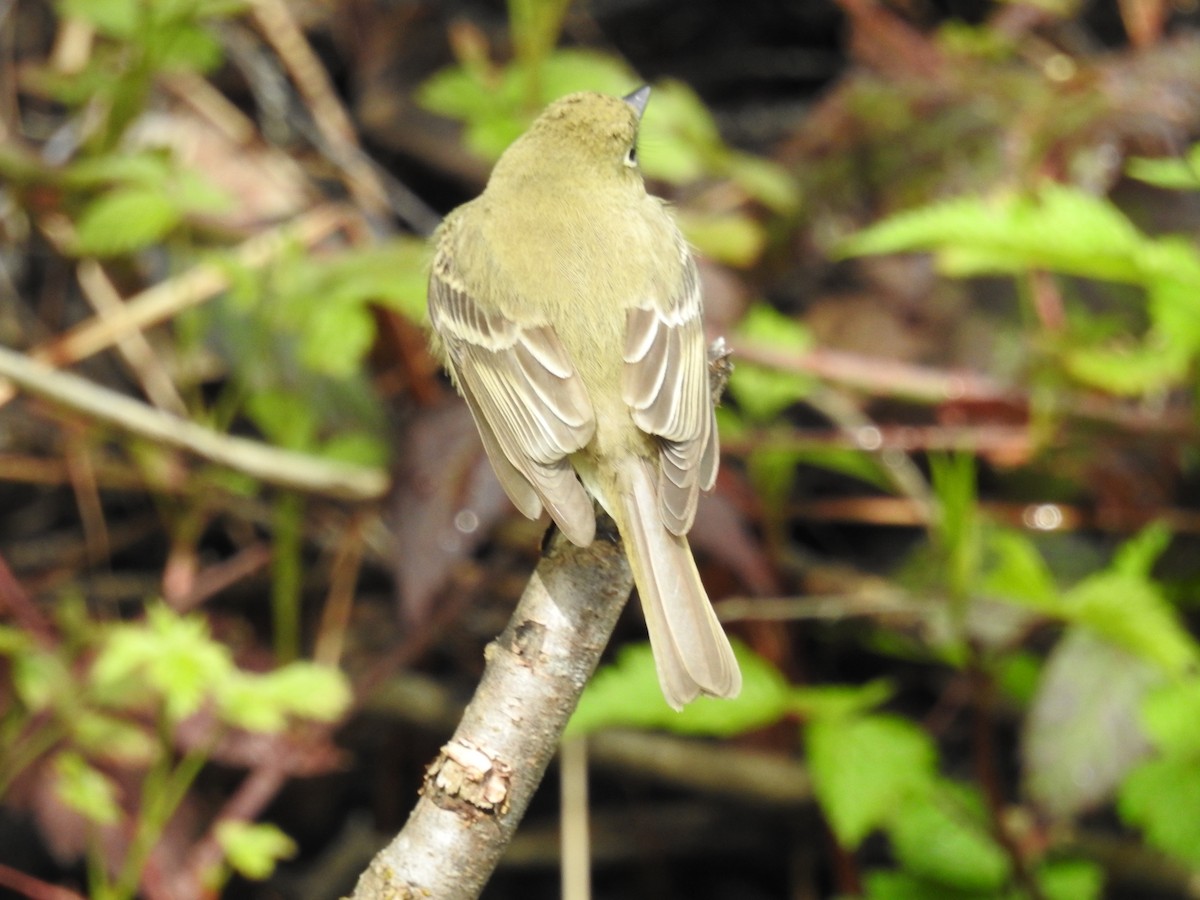 Western Flycatcher (Pacific-slope) - ML445505771