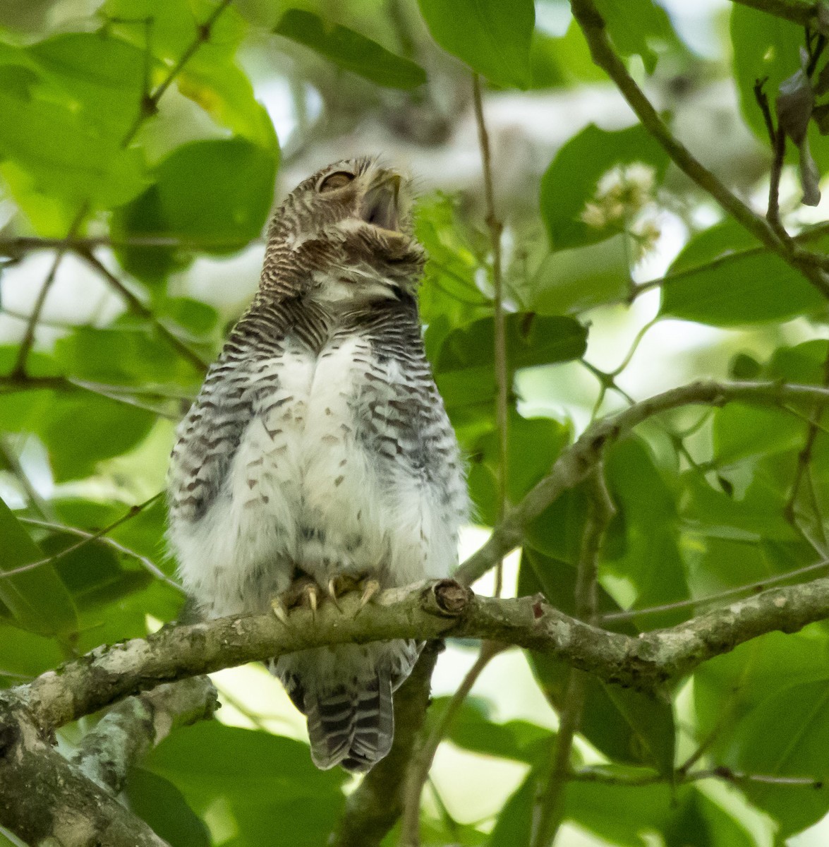 Jungle Owlet - ML445506391