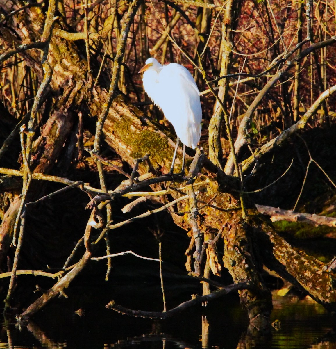 大白鷺 - ML445506571