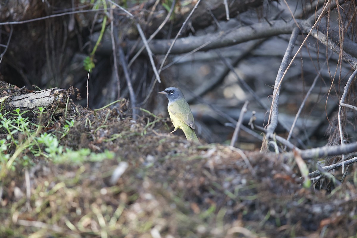 MacGillivray's Warbler - ML445506591