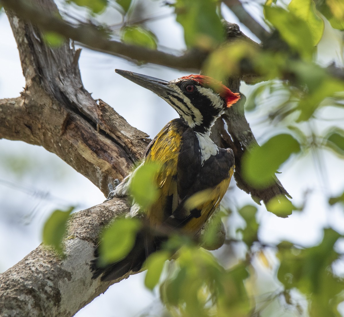 White-naped Woodpecker - ML445506671