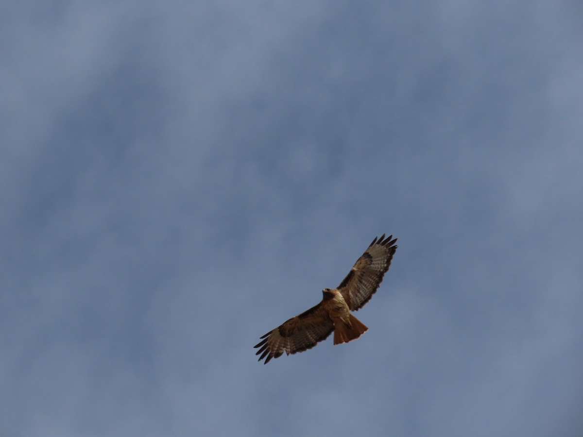Red-tailed Hawk - ML445507361