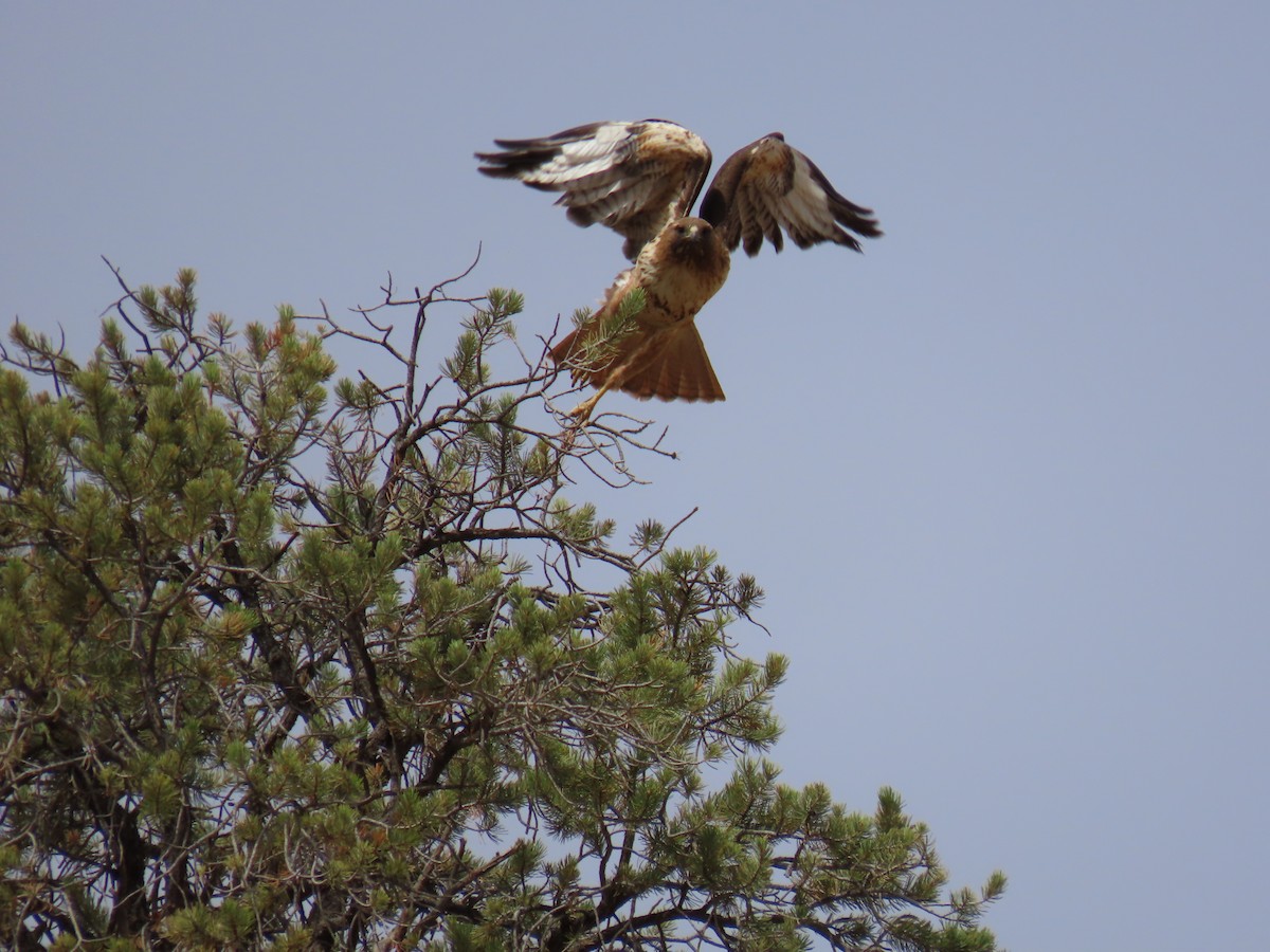 Red-tailed Hawk - ML445507371