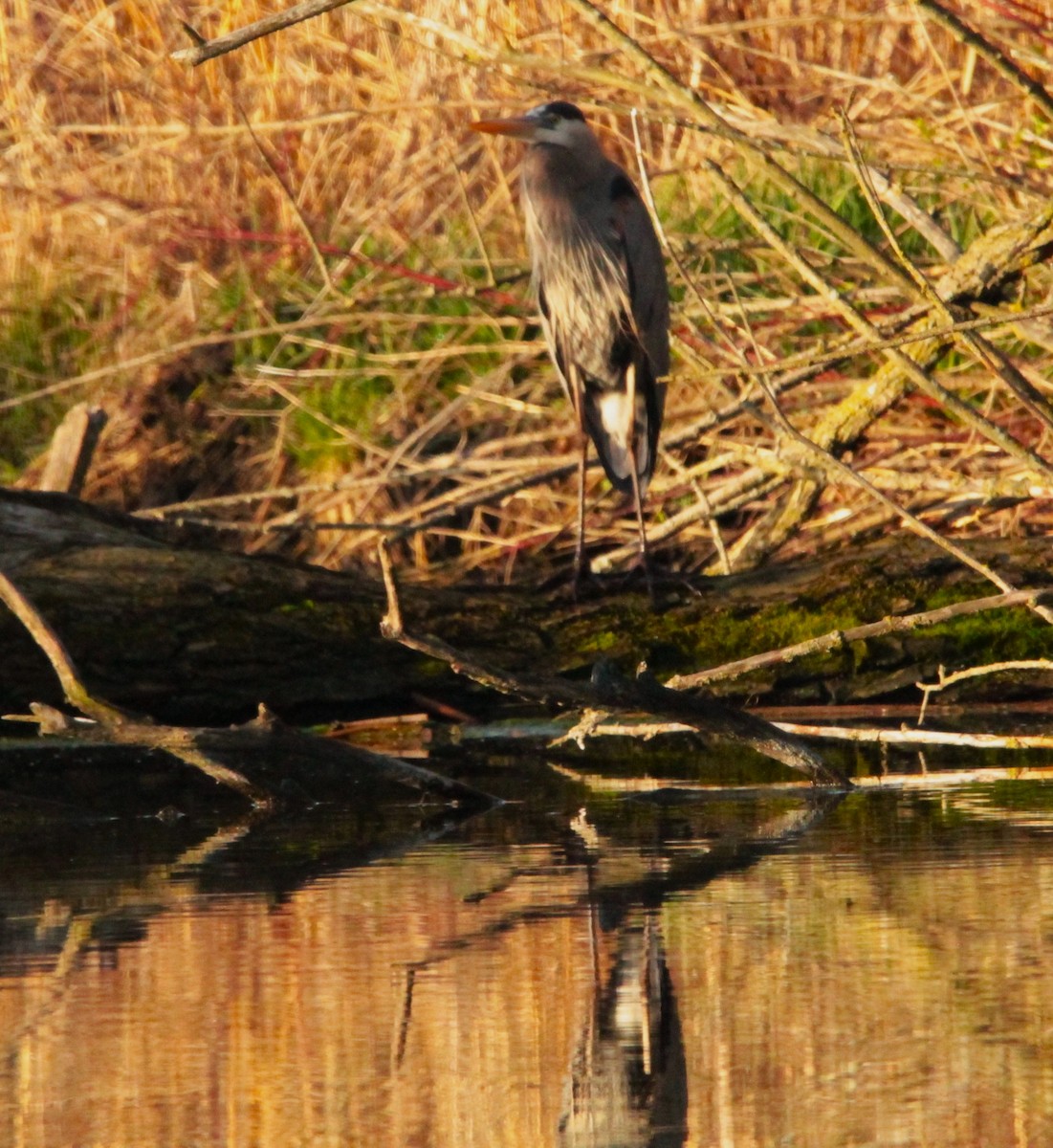 Great Blue Heron - ML445507381