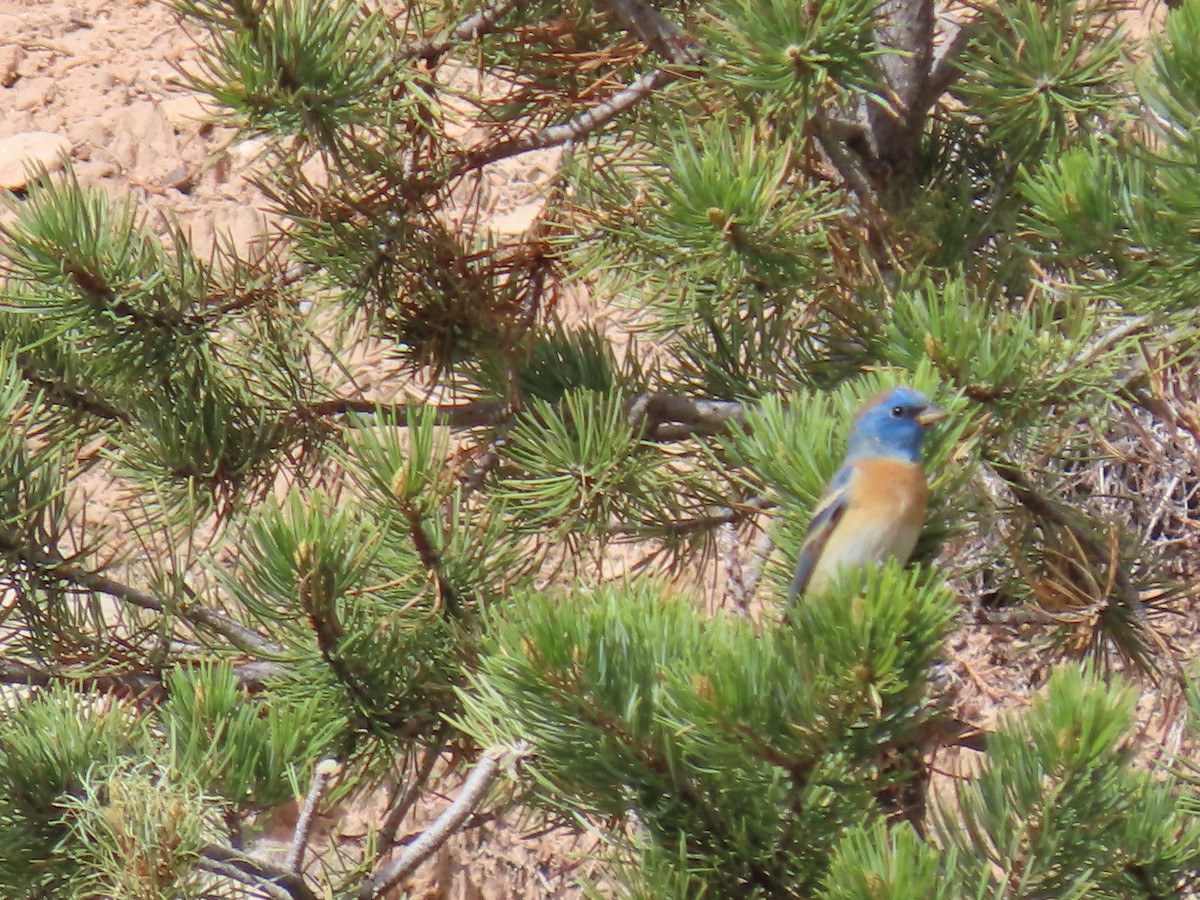 Lazuli Bunting - ML445507741