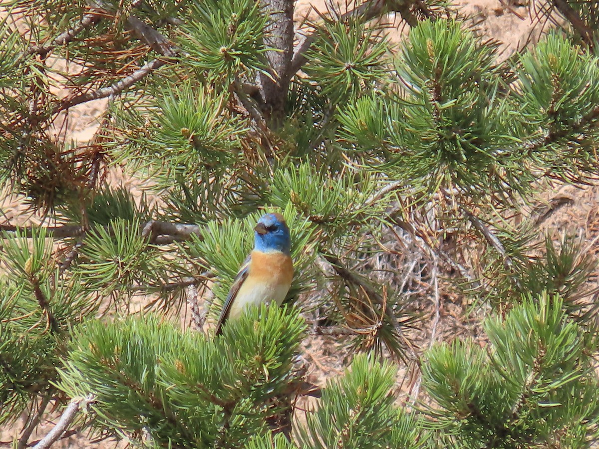 Lazuli Bunting - ML445507761