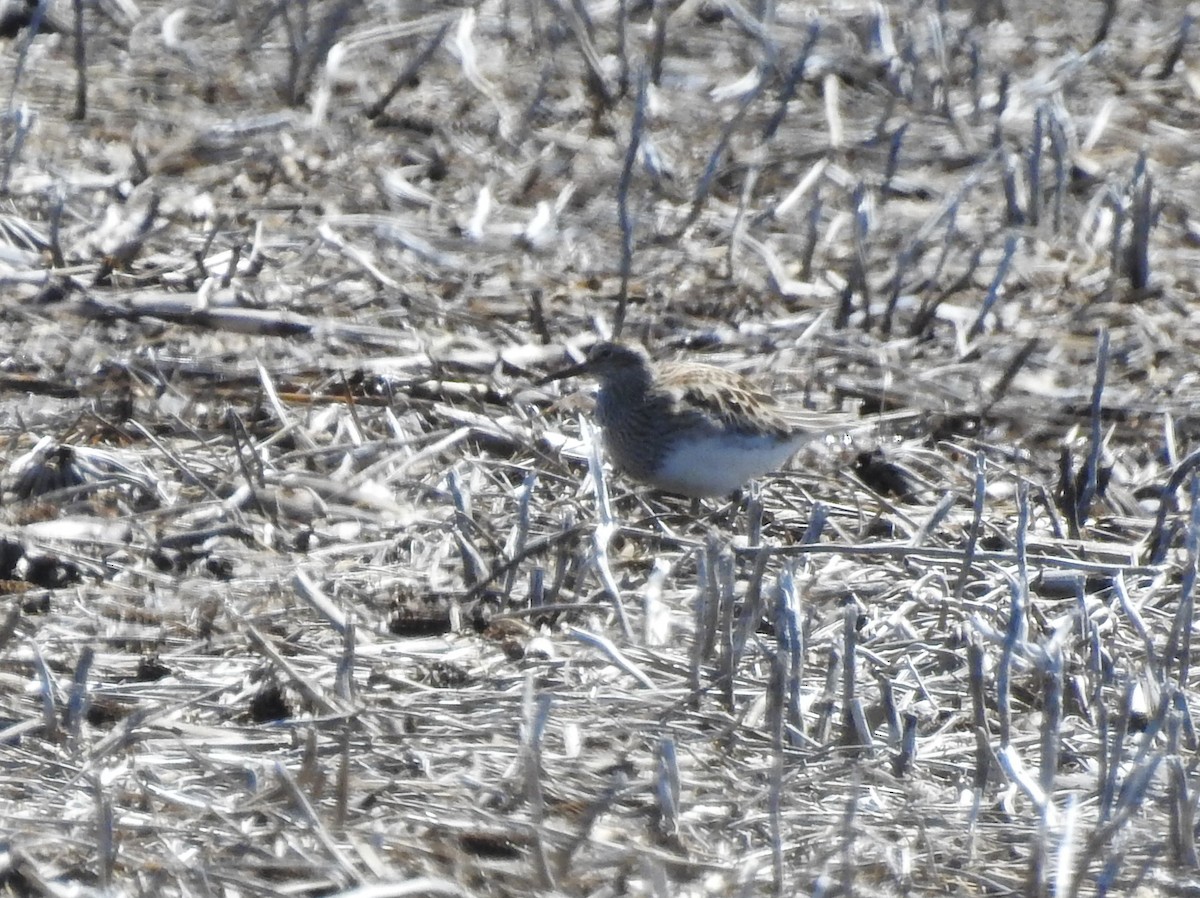 Pectoral Sandpiper - Judith Birkel