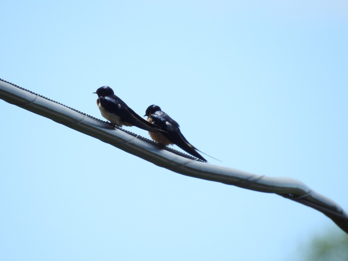 Barn Swallow - ML445508941