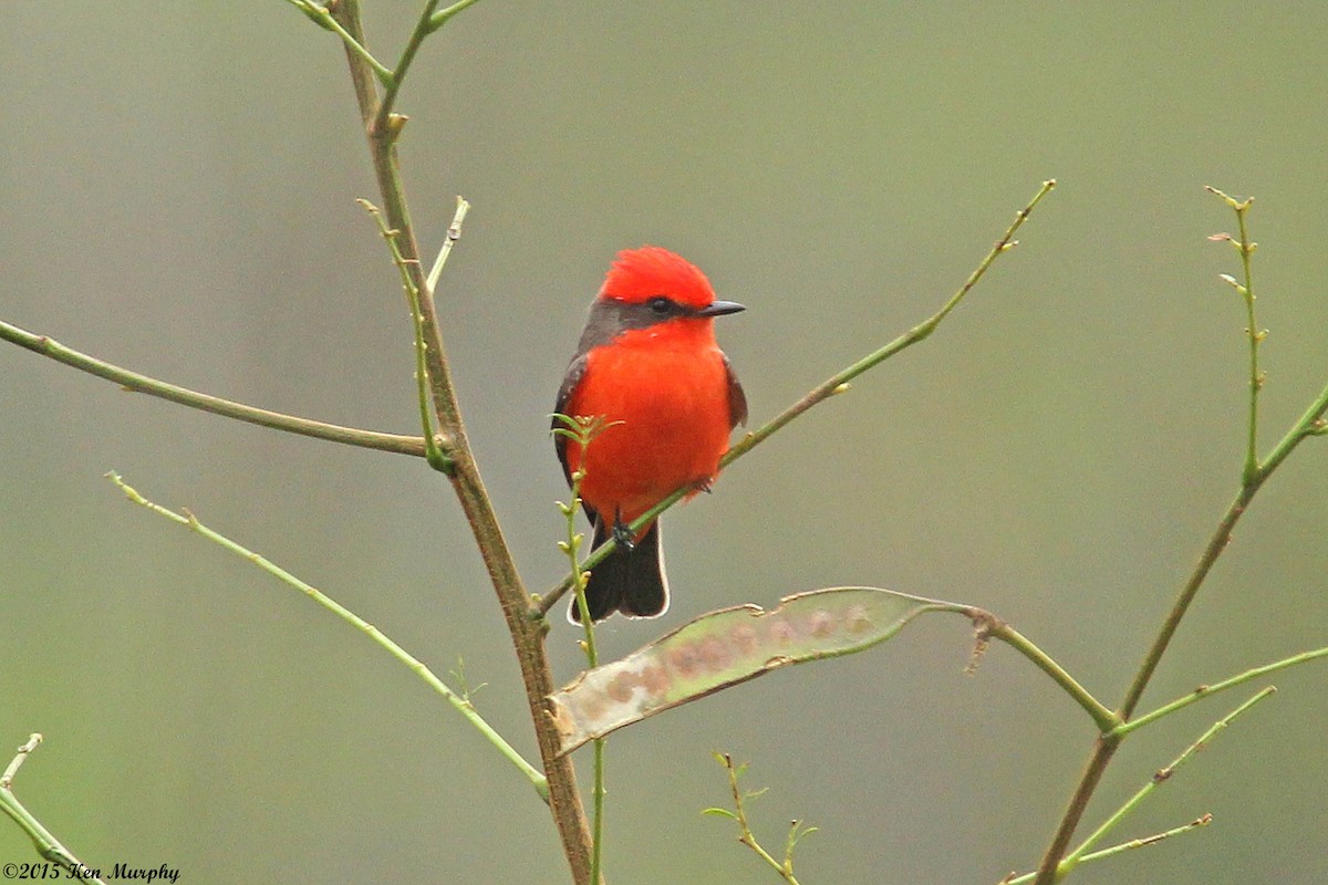 Vermilion Flycatcher - ML44550941