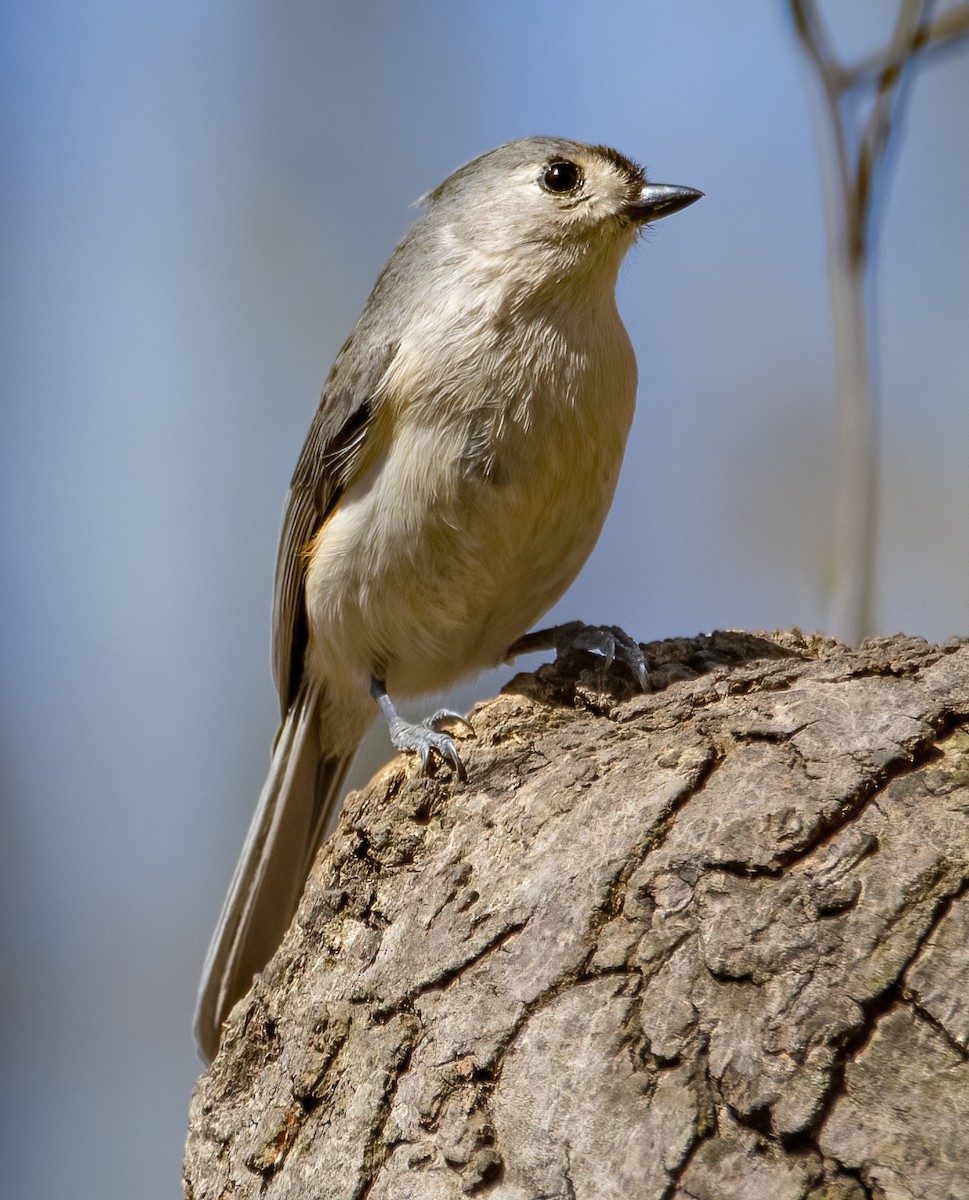 Tufted Titmouse - ML445509761