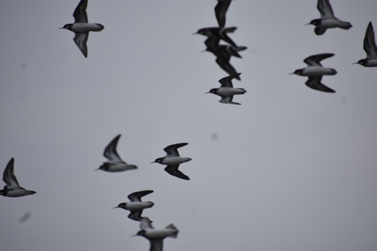 Red-necked Phalarope - ML445510711