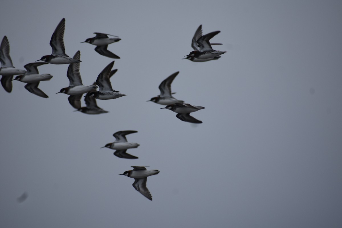 Red-necked Phalarope - Darren Hall