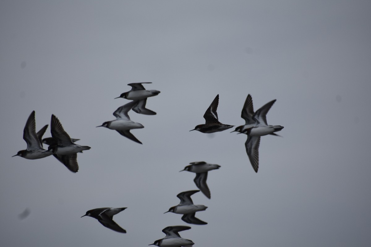 Red-necked Phalarope - Darren Hall