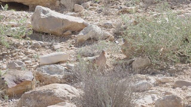 Sand Partridge - ML445510961