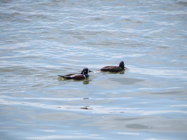 Harlequin Duck - ML445511051