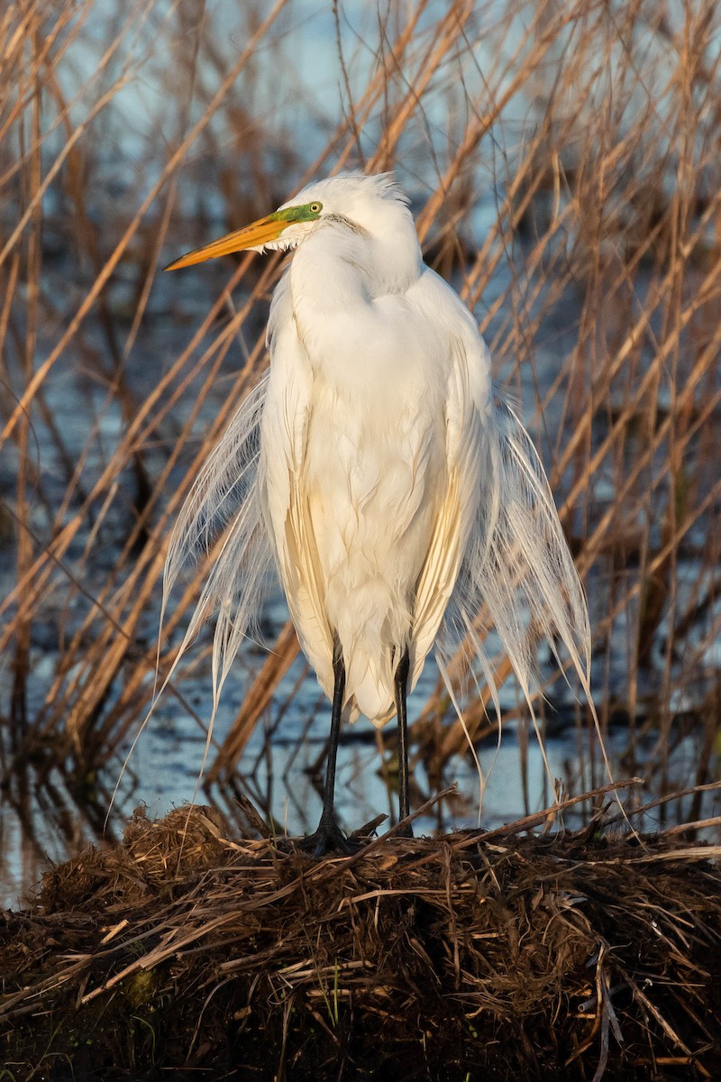 Great Egret - Alex Lamoreaux