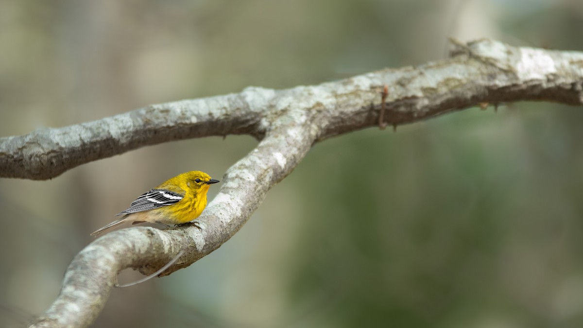 Pine Warbler - ML445513201