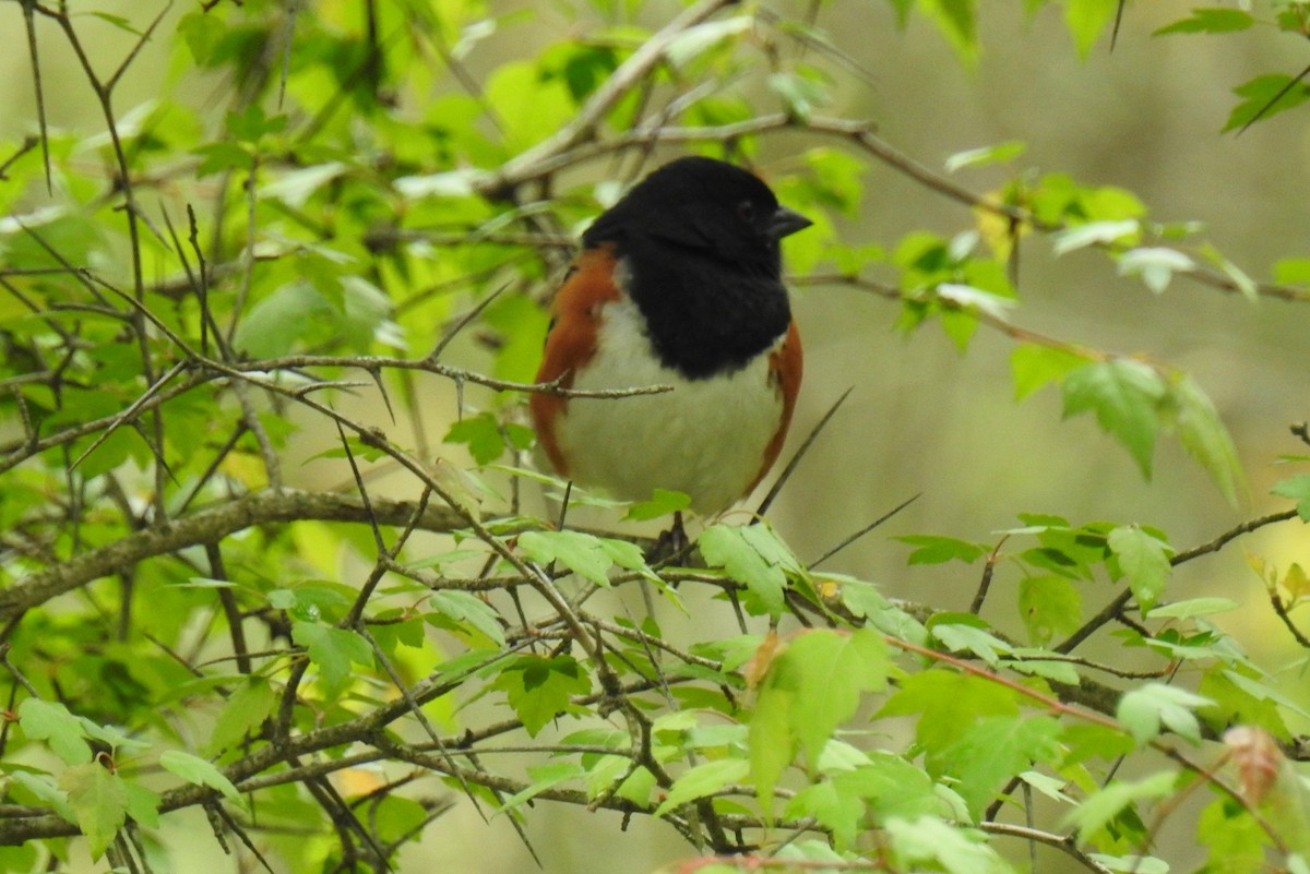 Eastern Towhee - James Holsinger